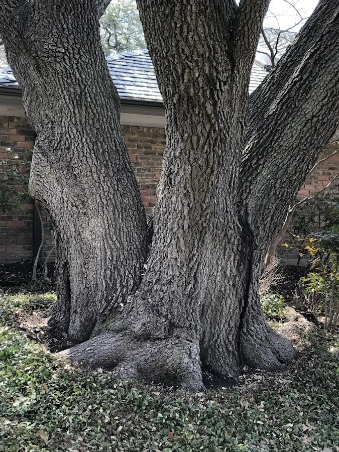 Mature heritage tree close to a Fonda property cared for by certified arborists